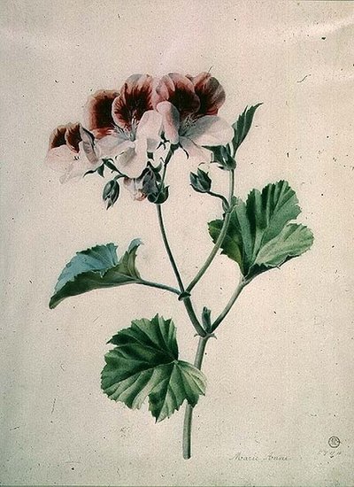 Geranium by Marie Anne